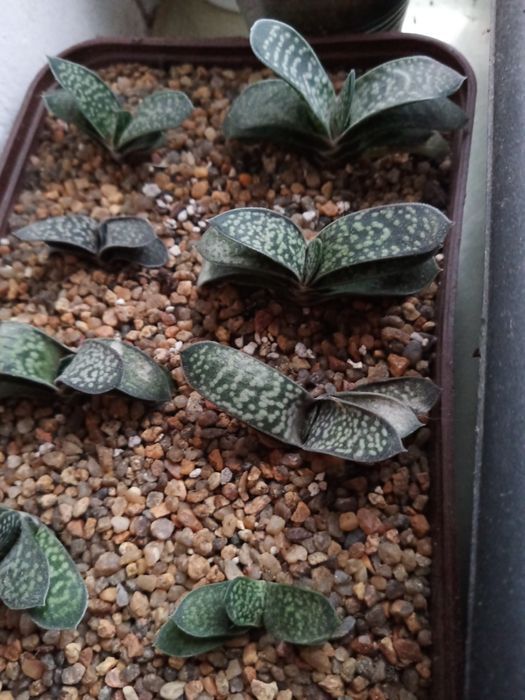 Сукулент Гастерія