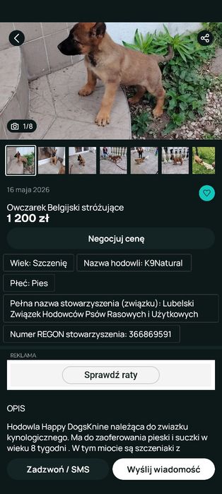 Owczarek Belgijski Obronno- Stróżujący