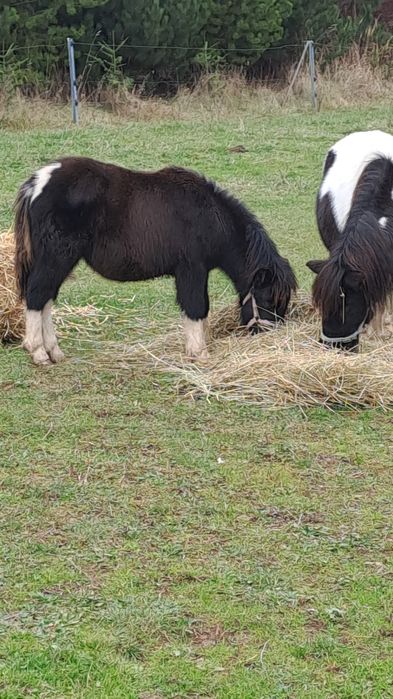 Klacz ogier kuc sprzedaż