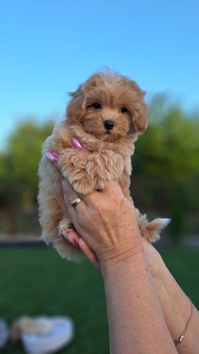 Мальтипу f 1 девочки и мальчики