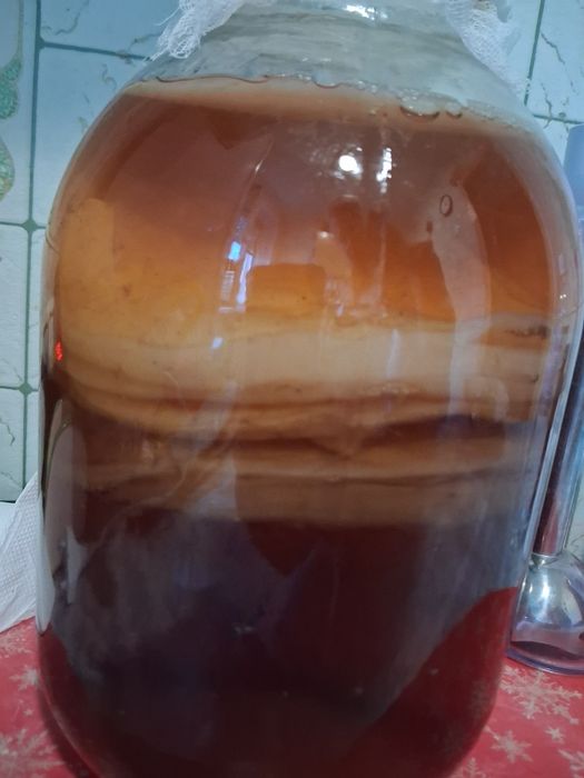 Продам чайний гриб
