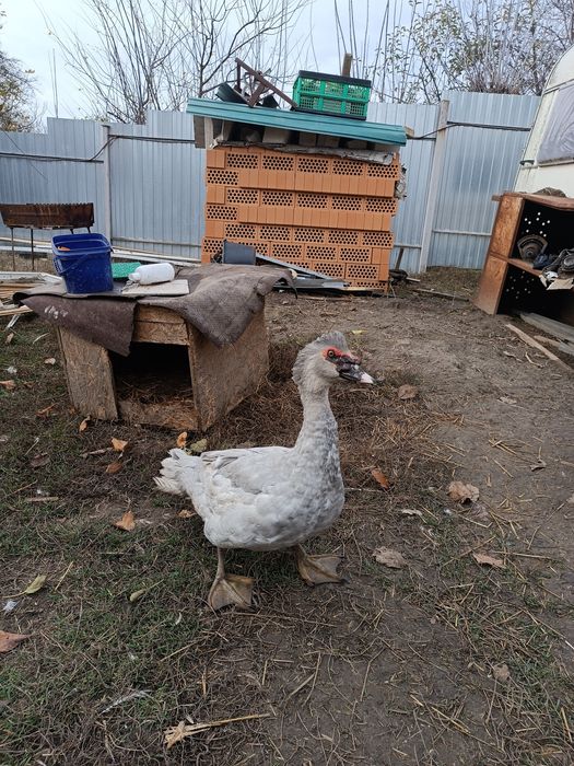 ЛАВАНДОВІ качки,шипуни,мускуси