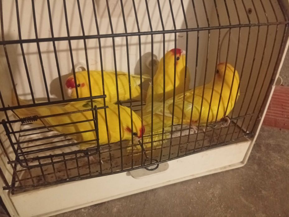 Red rumped kakariquis agapórnis e pardais de java e caturras