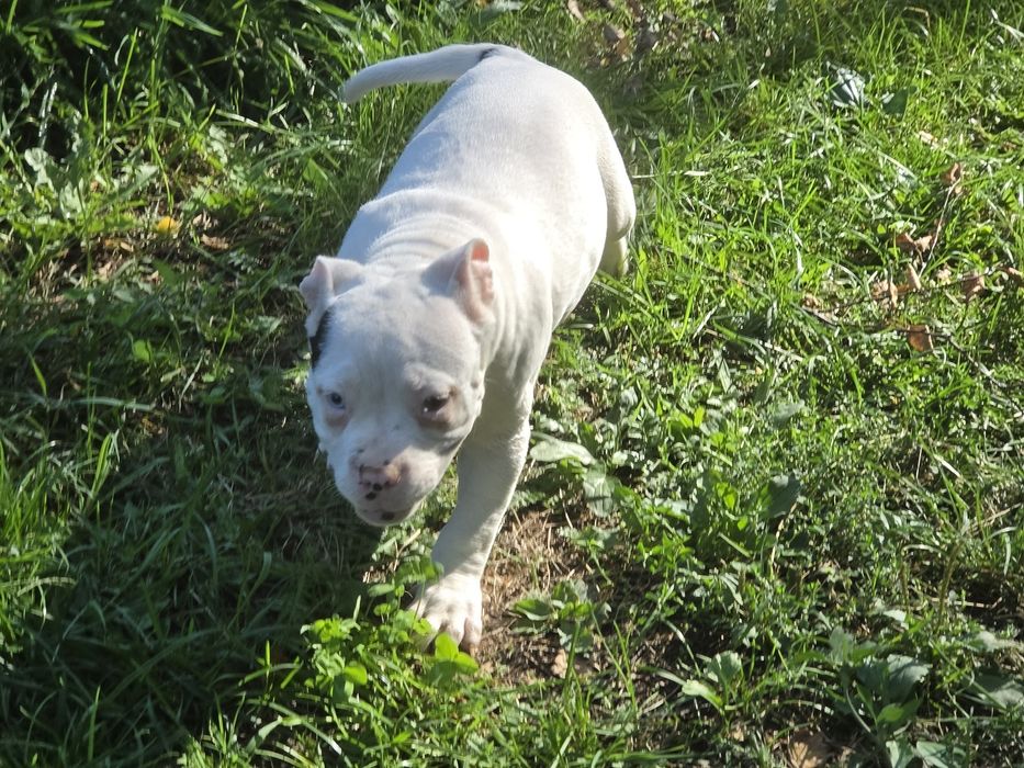 Piesek american bully  z metryką