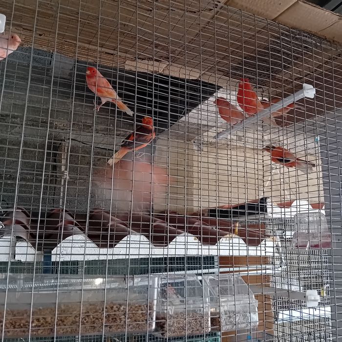 CANÁRIOS disponíveis