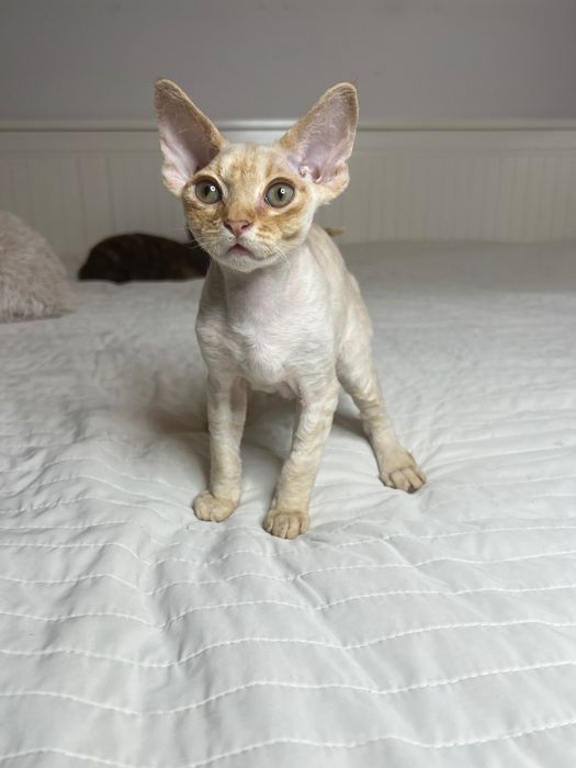 Rudy kocurek Devon Rex Płock • OLX.pl