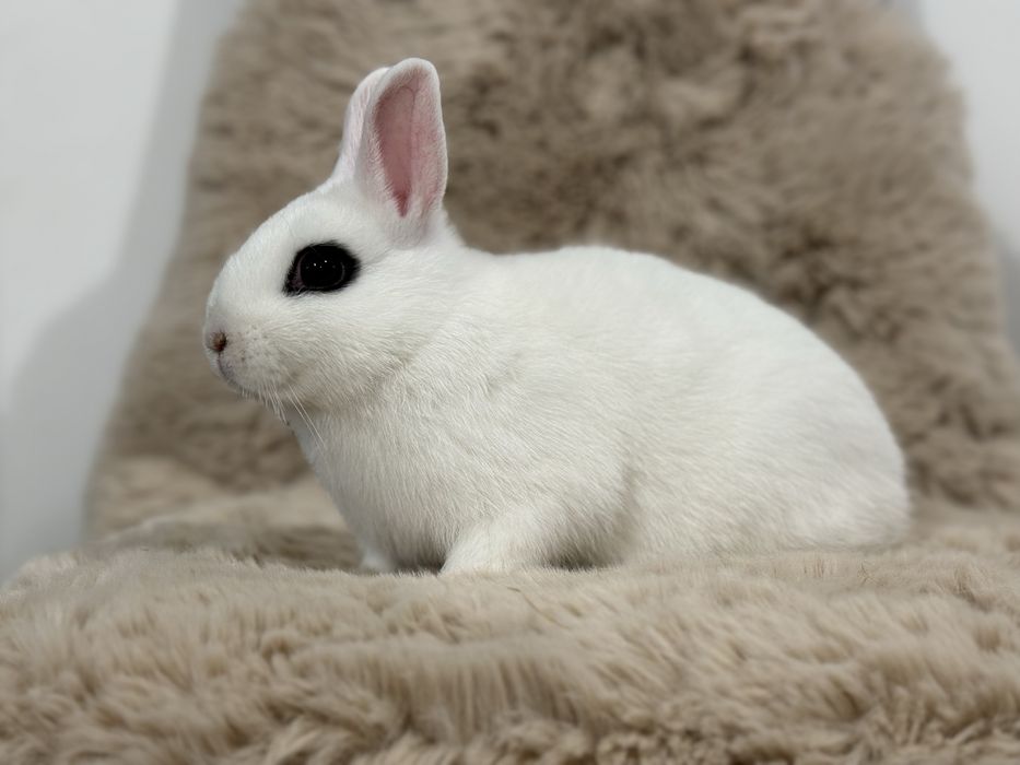 Karzełek królik miniaturka hotot samczyk