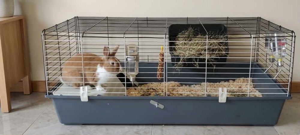 Oddam królika miniaturkę