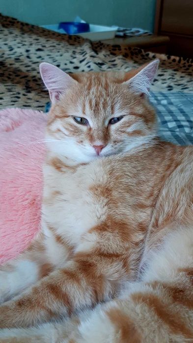 Кошечка Ханни ищет дом и семью