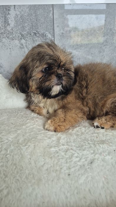 Shih Tzu śliczna suczka