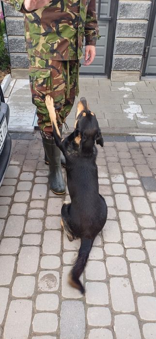 Подарую молоду собаку