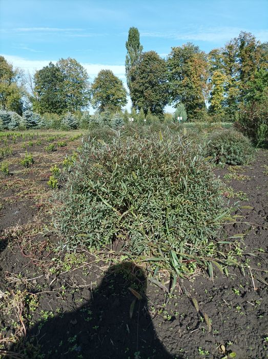 Продам озеленення та фруктові дерева та кущі.