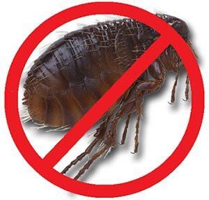 Служба знищення тарганів. клопів. блох. кліщів Уничтожение тараканов