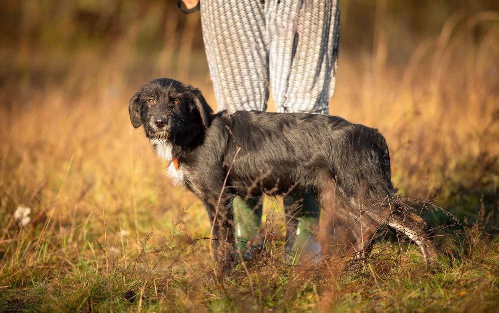 Coco - 6 miesięczna sunia SZCZENIAK szuka domu