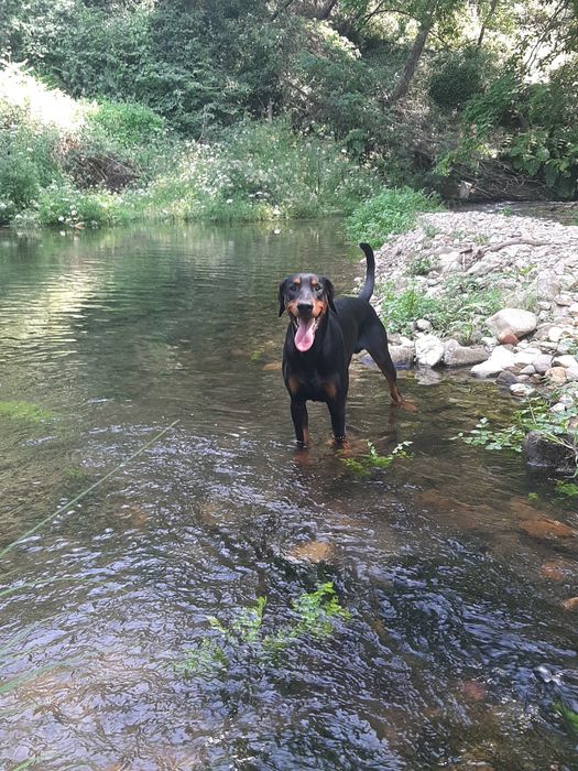 Dobermann procura namorada