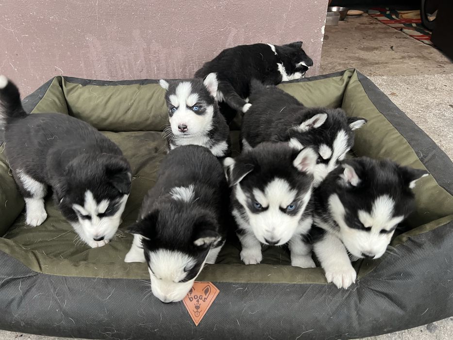 Szczeniaki Husky