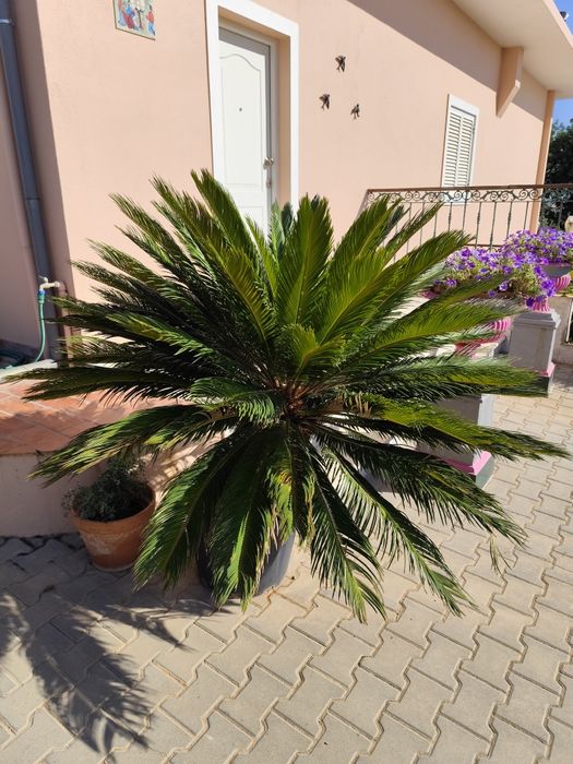 Cica com mais de 20 anos