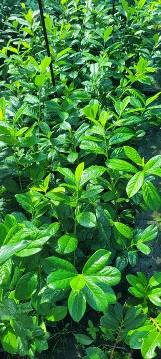 Laurowiśnia 80 cm laurowiśnie, wschodnia  krzew Novita Caucasica i Et