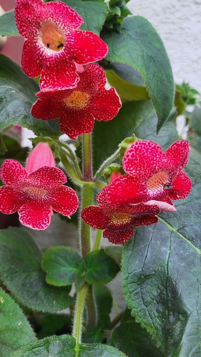 Kohleria Sciadotydea  Warszawa