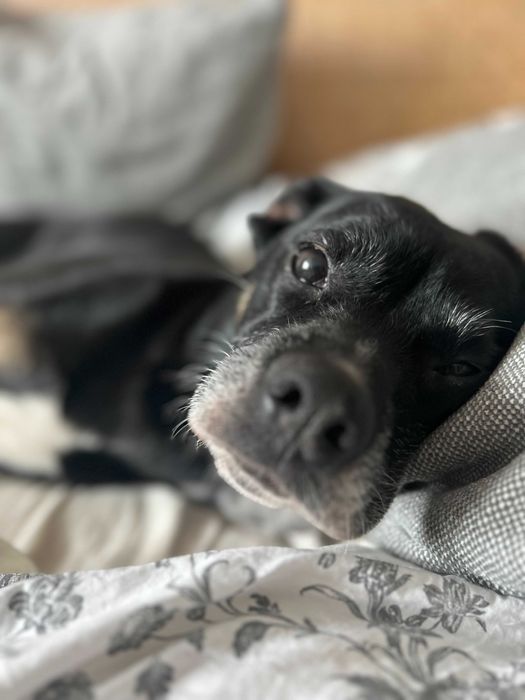 Roxy w typie boksera szuka domu!