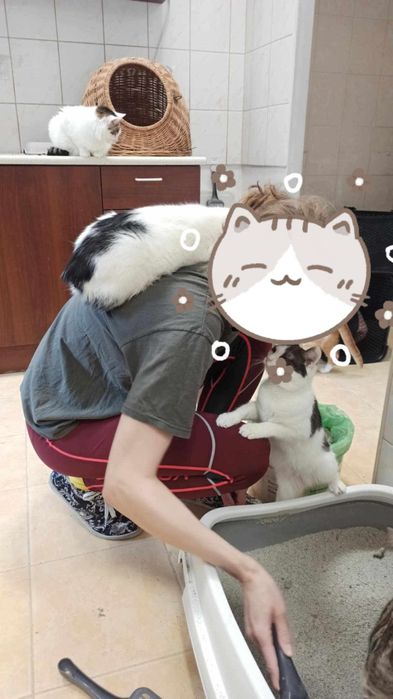 Wolontariusze do kociej fundacji poszukiwani :)