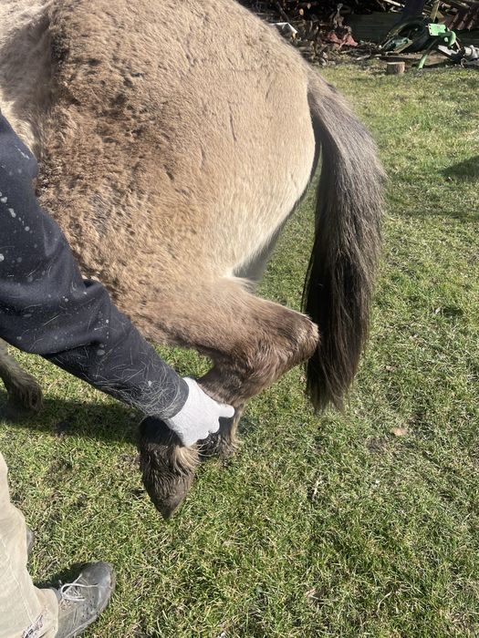 Klacz konika polskiego