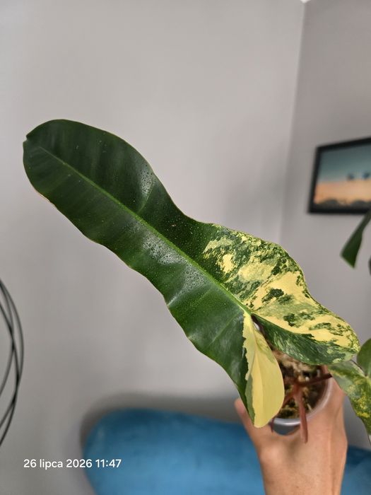 Philodendron  brown beauty variegata