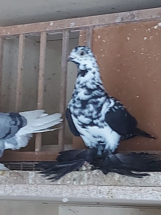 Gołębie ozdobne widyn, mewki mazowieckie,  mewka