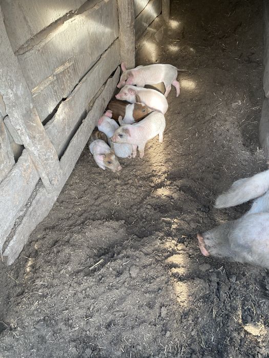 Поросяти льохи ландрас червонопояса