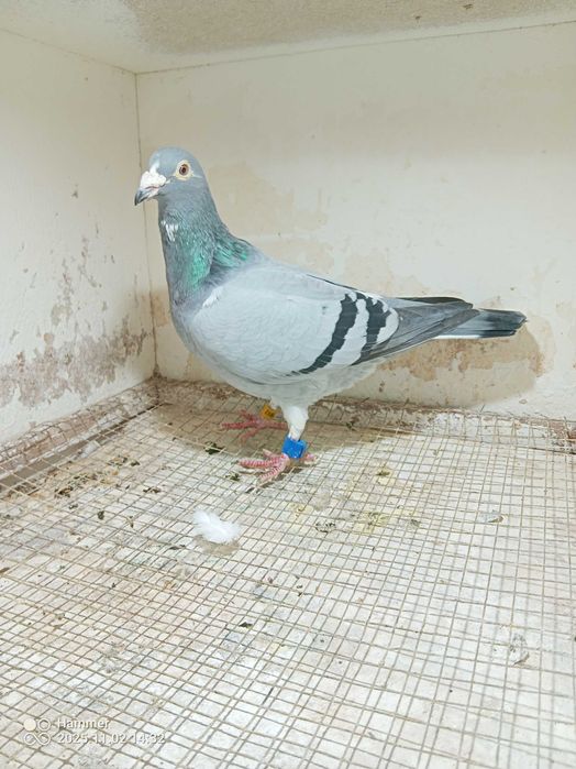 13.Gołębie pocztowe. Samica Belgia 2019