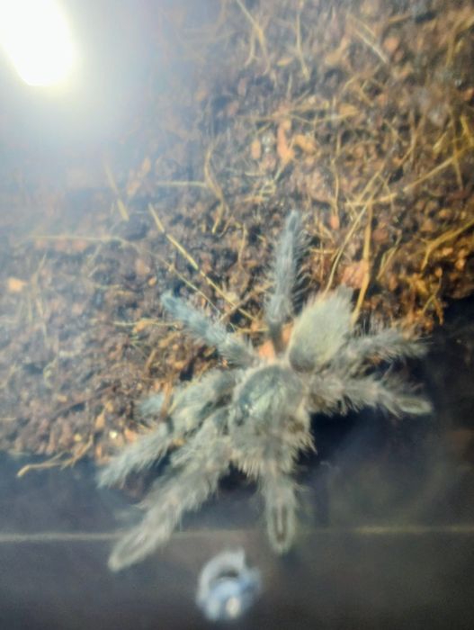 Pająk pająki Monocentropus balfouri