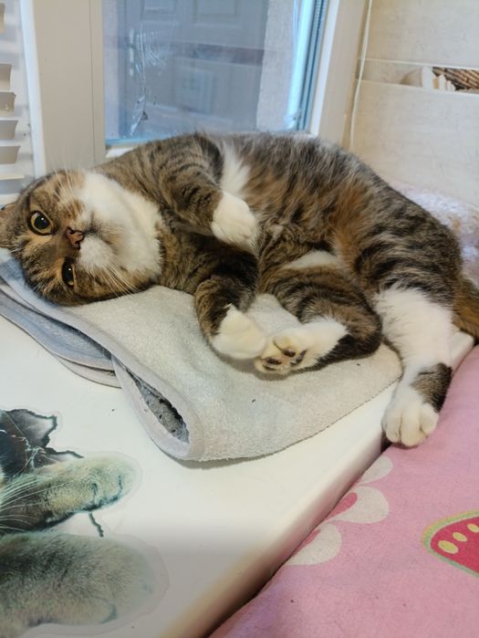 Кішечка Дана шукає родину