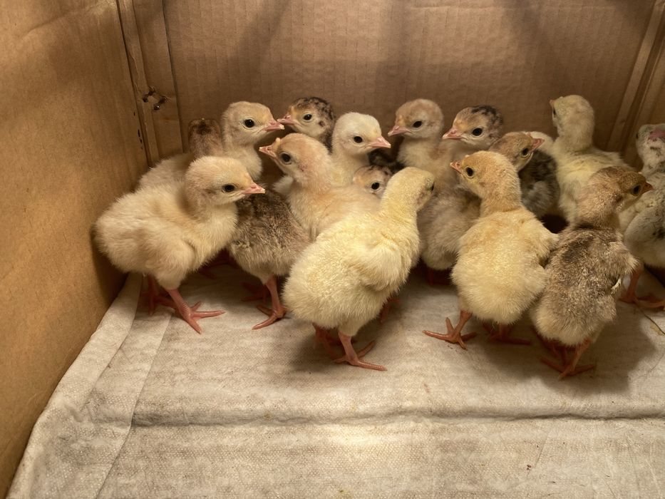 Інкубаційне яйце домашніх індиків 40грн