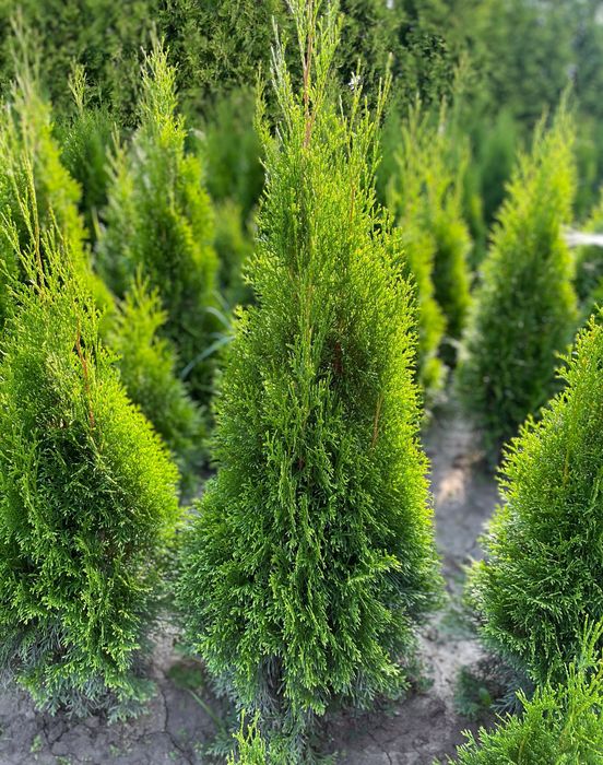 Tuje Szmaragd - Bardzo ładne 130-100 cm