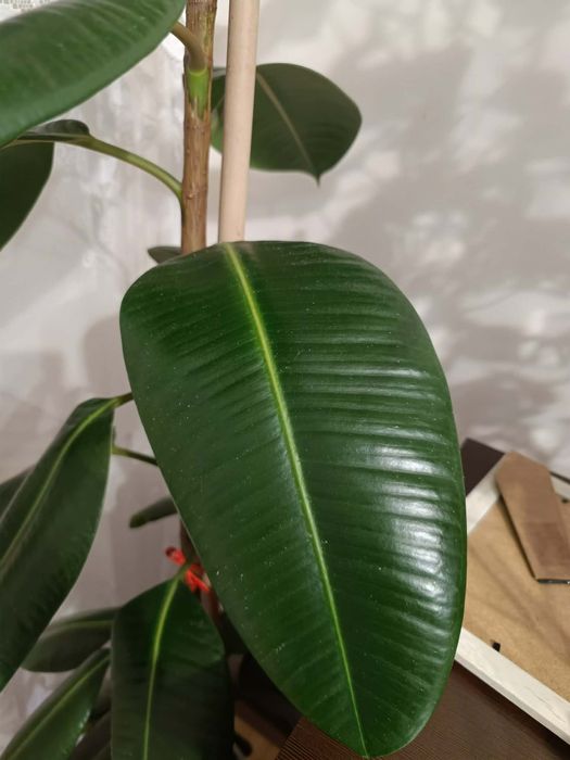 Fikus sprężysty 2m