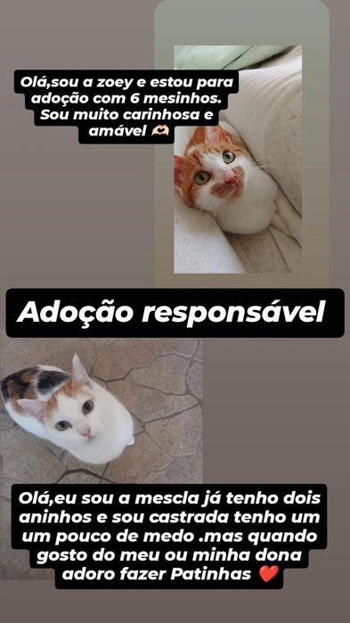 Duas princesas para adoção conjunta- adoção responsável