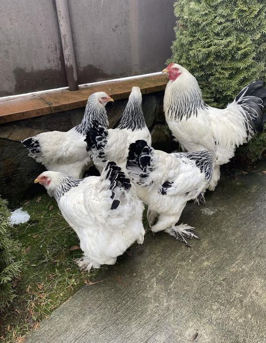 Продається сім'я світлої брами