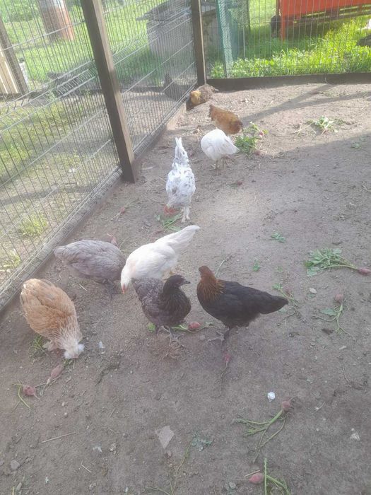 Koguty Australorp i Marans