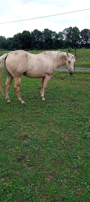 Wałach aqh ur. 04.2018