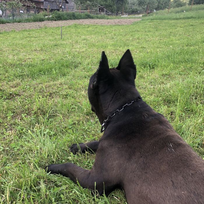 Вʼязка Кане-Корсо