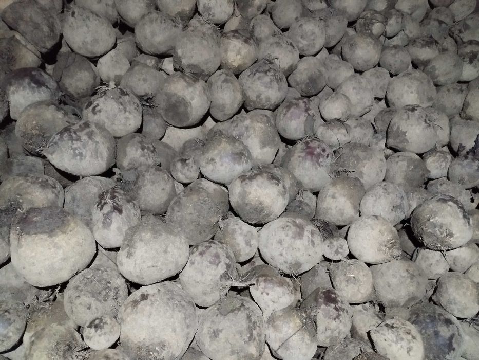 Burak czerwony buraczek ćwikłowy MONTY 2025