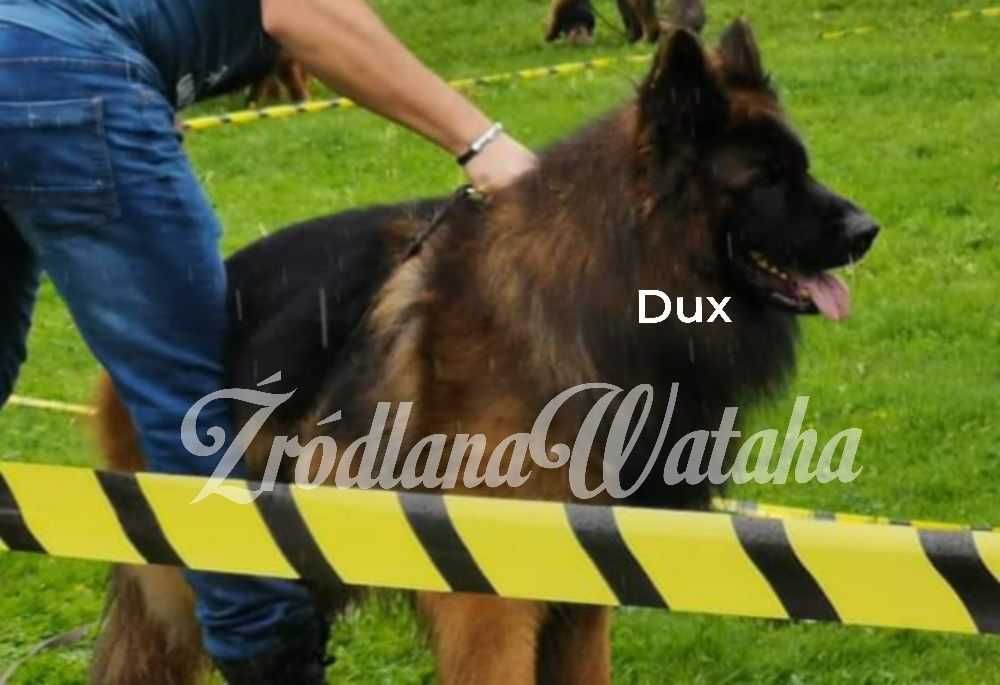 Owczarek Niemiecki Szczenię