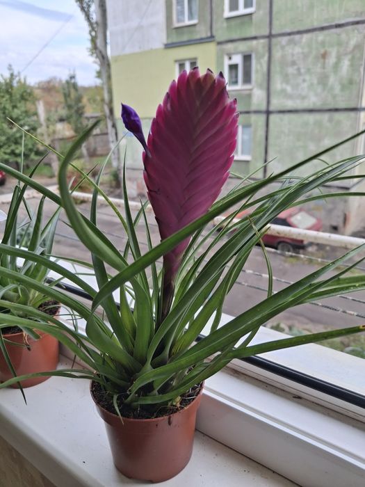 Орхидеи, Стефанотис, Хоя, АнтуриумКомнатные цветы