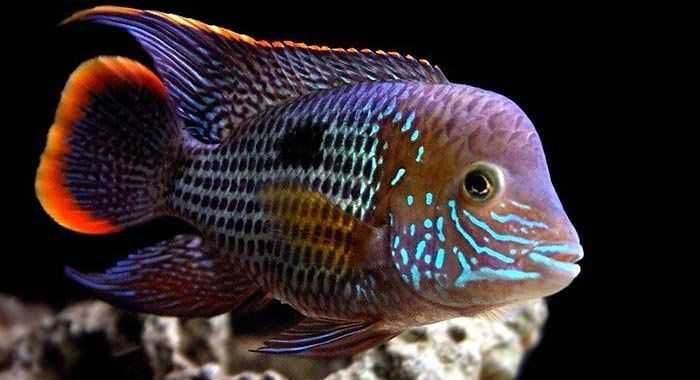 GB Akara Pomarańczowopłetwa - dowóz ryb!