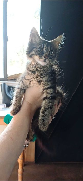 Котята в ответственные, добрые, любящие руки.