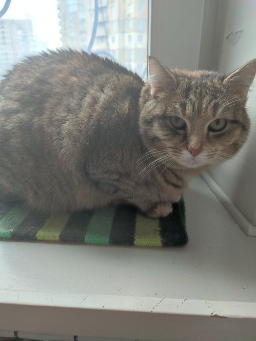 Кошечка муркотунка