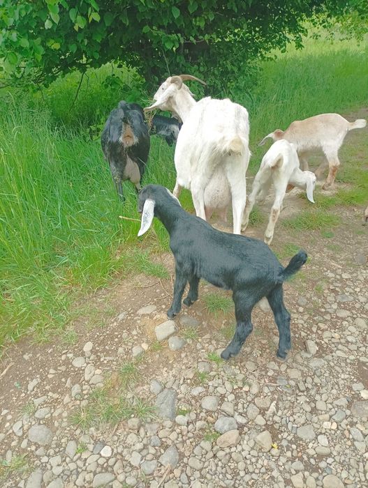 Англонубійські кози