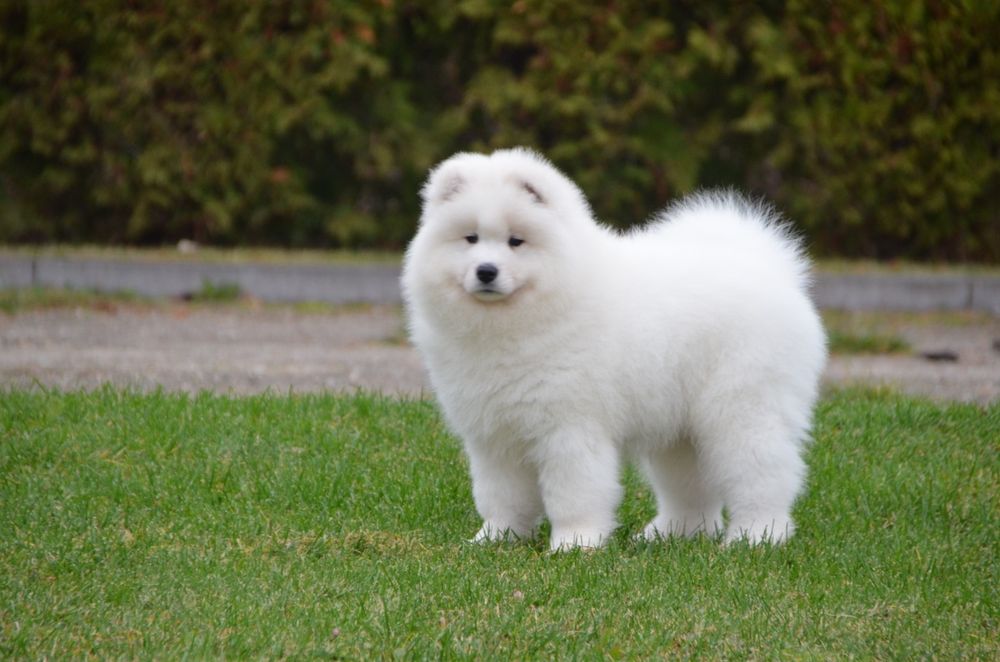 Samoyed suczka piesek