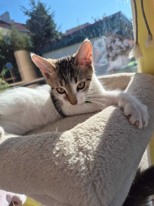 Artek do adopcji