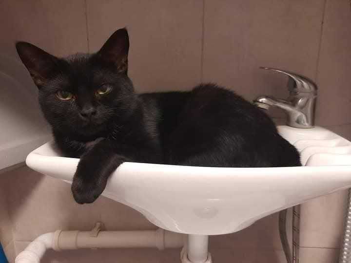 Молоденькі та мініатюрні чорняві красуні) Бонус - мають паспорт тощо!